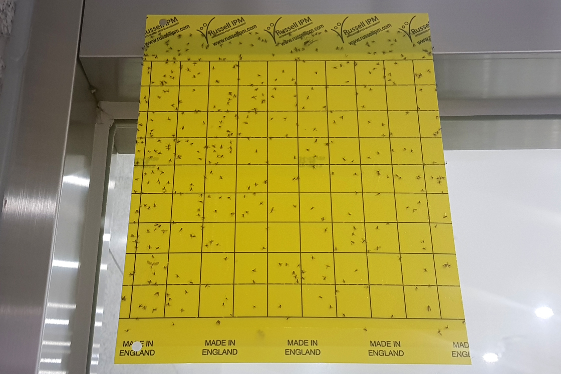 Insect monitoring trap installed in exhibit hall image